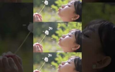 민들레 후~ Blow the dandelion #Shorts