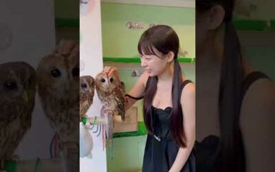 Owl Cafe フクロウカフェ行って来ました❤️ 부엉이 카페! #SHORTS